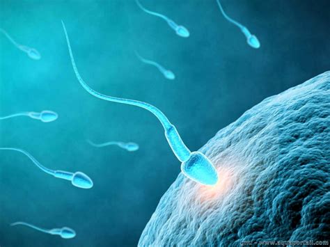 rencontre ovule spermatozoïdes|En combien de temps le spermatozoïde atteint